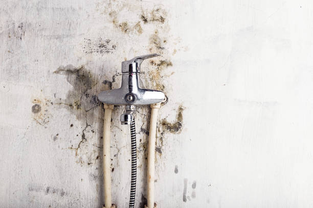 Best Health and Safety Mold Remediation in Hybla Lley, VA