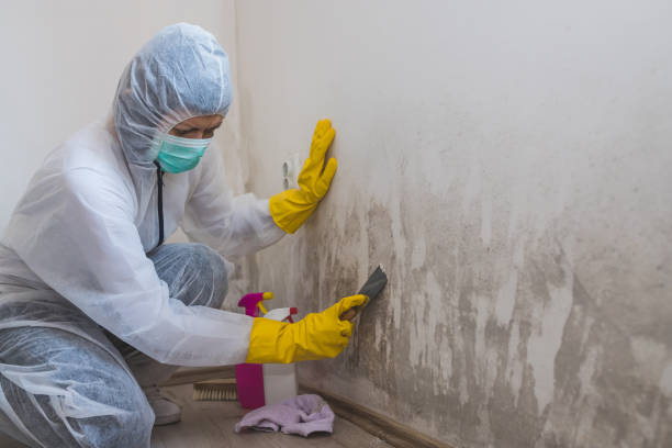 Professional Mold Remediation in Hybla Valley, VA