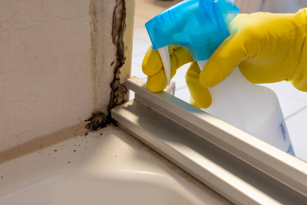 Best Mold Remediation for Specific Building Types in Hybla Lley, VA