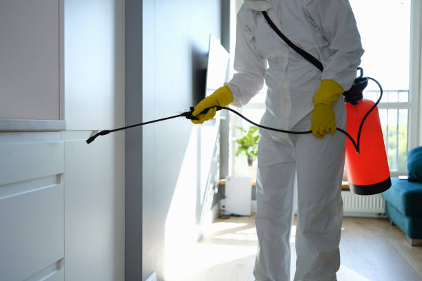 Best Basement Mold Remediation in Hybla Lley, VA