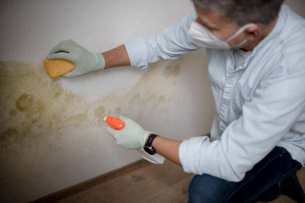 Best Crawl Space Mold Remediation in Hybla Lley, VA