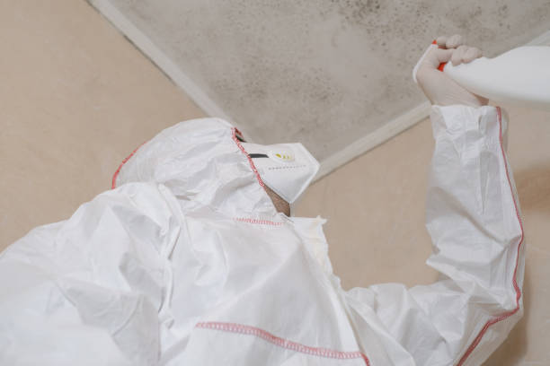Best DIY Mold Remediation Support Services in Hybla Lley, VA