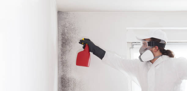Best Kitchen Mold Remediation in Hybla Lley, VA