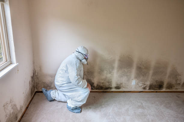 Reliable Hybla Valley, VA Mold Remediation Solutions